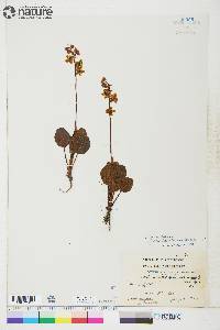 Pyrola grandiflora var. canadensis image