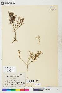 Andromeda polifolia var. polifolia image