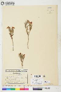 Andromeda polifolia image