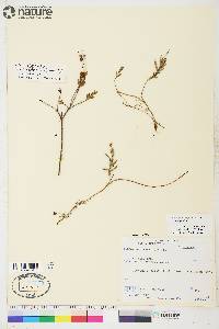 Andromeda polifolia image