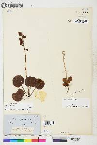 Pyrola asarifolia image