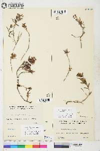 Andromeda polifolia var. polifolia image