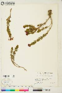 Phyllodoce empetriformis image