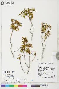 Rhododendron tomentosum subsp. decumbens image