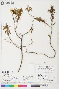 Rhododendron tomentosum subsp. decumbens image