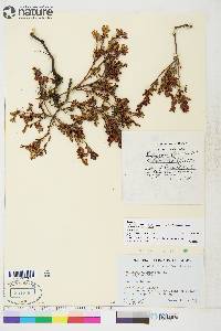 Vaccinium uliginosum image