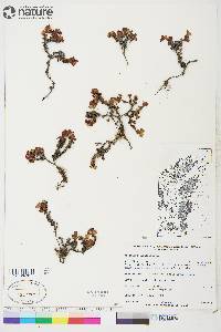 Vaccinium uliginosum image