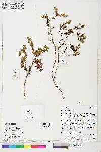 Vaccinium uliginosum image