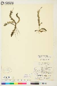 Myriophyllum sibiricum image