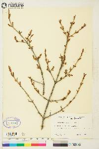 Shepherdia canadensis image