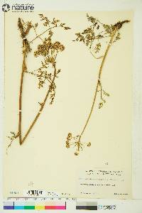 Conioselinum cnidiifolium image