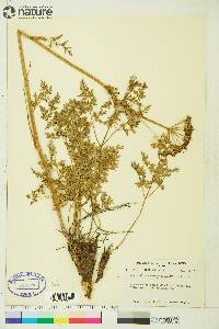 Conioselinum cnidiifolium image