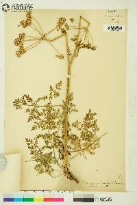 Conioselinum cnidiifolium image