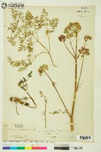 Conioselinum cnidiifolium image