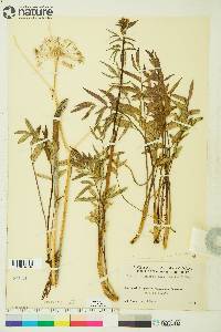 Cicuta maculata var. angustifolia image
