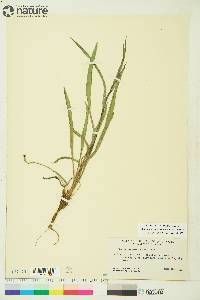 Bupleurum americanum image