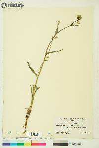 Bupleurum americanum image