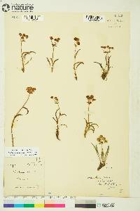 Bupleurum americanum image