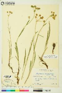 Bupleurum americanum image