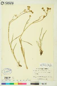 Bupleurum americanum image