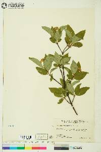 Cornus sericea subsp. sericea image