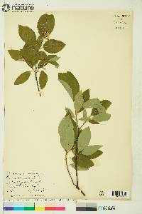 Cornus sericea subsp. sericea image