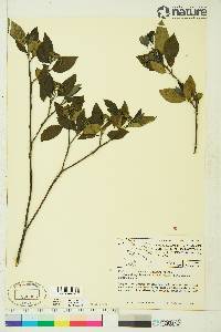 Cornus sericea subsp. sericea image