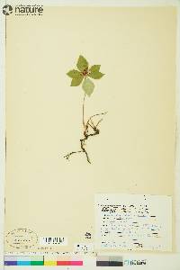 Cornus canadensis image