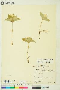 Cornus canadensis image