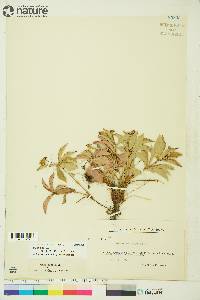 Cornus canadensis image