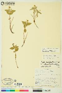 Cornus canadensis image