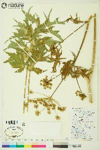 Heracleum sibiricum image