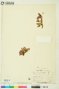 Arctostaphylos rubra image