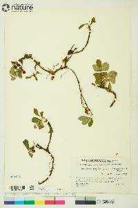 Arctostaphylos rubra image