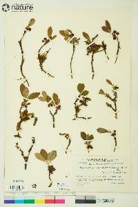 Arctostaphylos rubra image