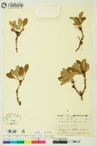 Arctostaphylos rubra image