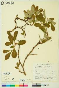 Arctostaphylos rubra image