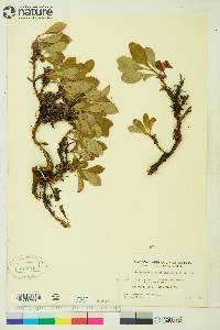 Arctostaphylos rubra image