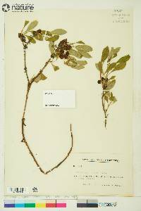 Arctostaphylos rubra image