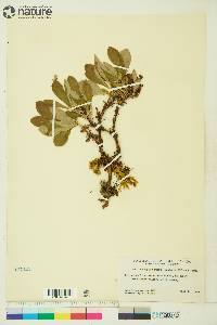 Arctostaphylos rubra image