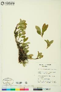 Arctostaphylos rubra image