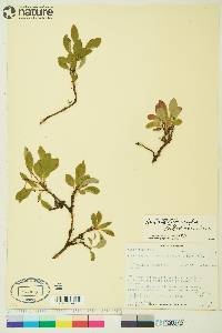 Arctostaphylos rubra image