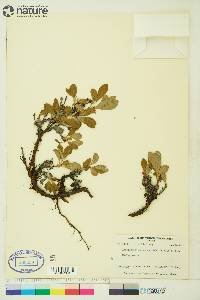 Arctostaphylos rubra image