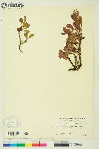 Arctostaphylos rubra image