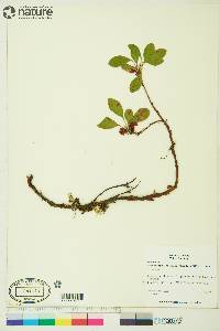 Arctostaphylos rubra image