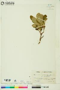 Arctostaphylos rubra image