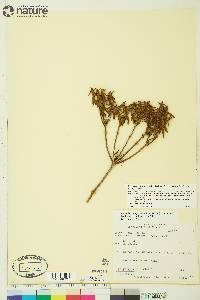 Rhododendron groenlandicum image