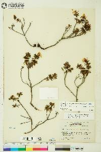 Rhododendron tomentosum image