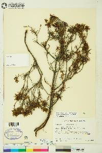 Rhododendron tomentosum image