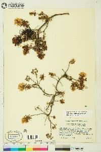 Rhododendron tomentosum image